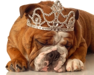 english bulldog wearing princess crown and silly expression..